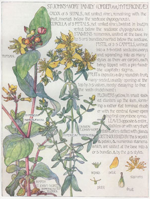 27 St Johns Wort Family